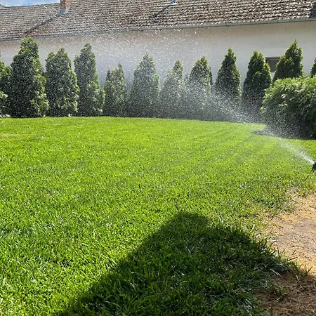 Platan Panzio Csongrád